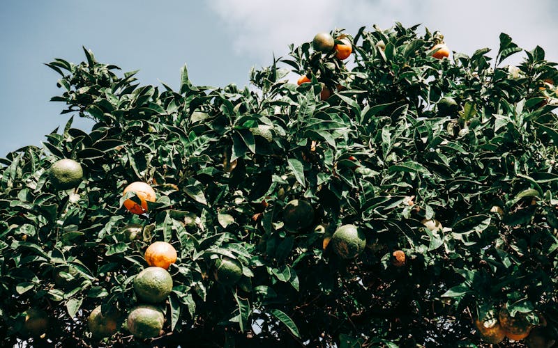 Güzelyurt Narenciye